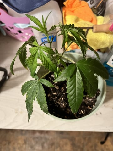 Veg And Auto-Bloom Room — vegetative, day 4