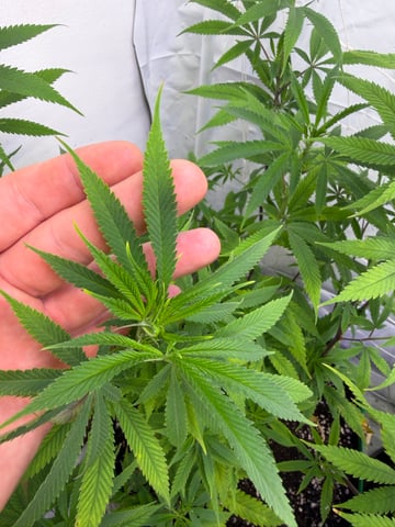 indoor tent  — vegetative, day 16