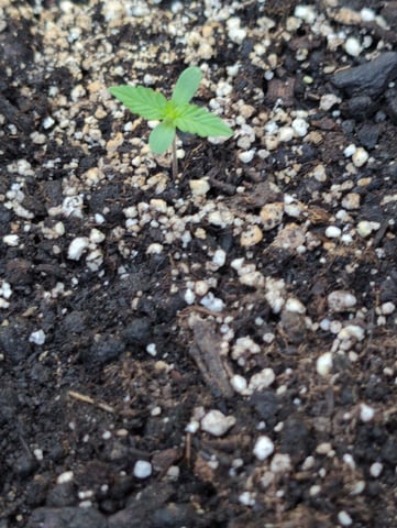Gorilla Cookies Auto