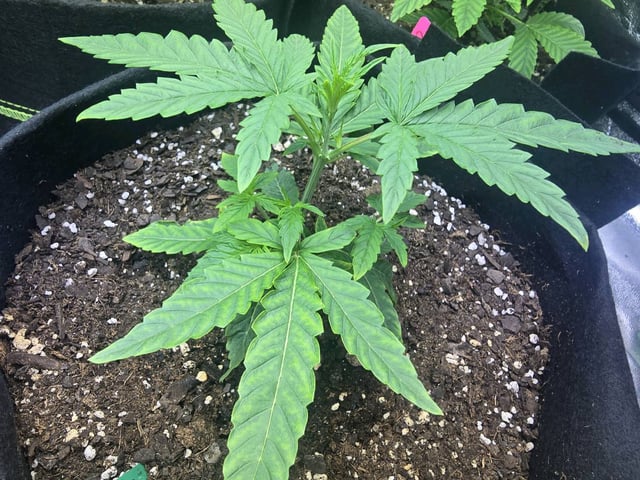 3rd Auto Grow — vegetative, day 43