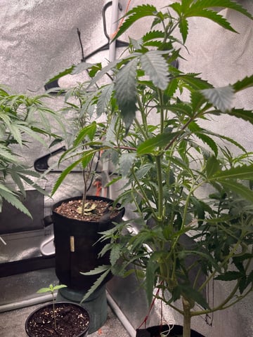 Fruity Pebbles  — vegetative, day 5