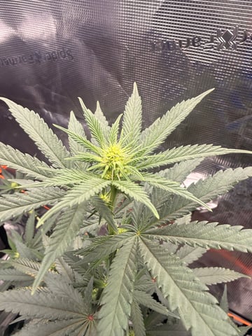 BMG clone — flower, day 2