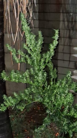 My First Grow — none, day 1