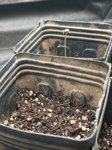 Blueberry — germination, day 5