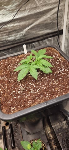 New Strains — vegetative, day 27