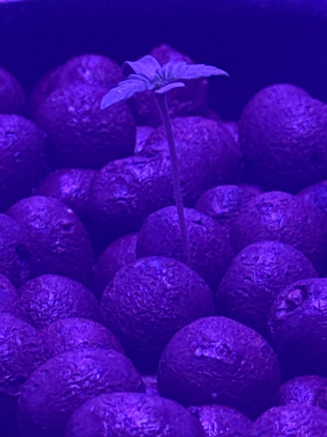 FIRST GROW EVER LETS GO!!!