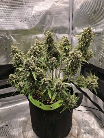 blue dream auto — flower, day 73