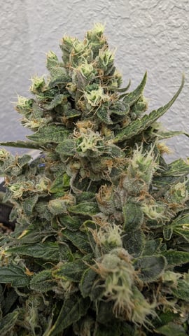 Sativa Summer Autos