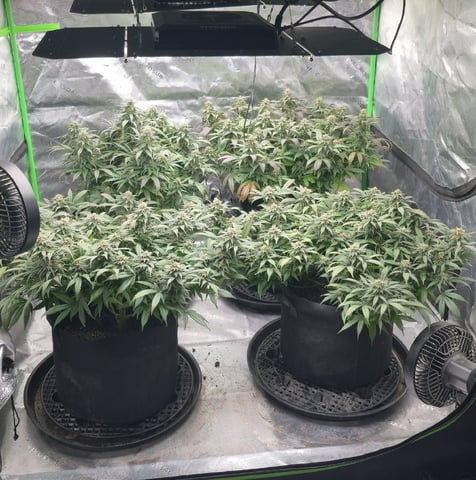 SBJ Clones — flower, day 105