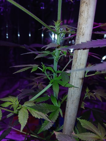 triangle kush  — flower, day 58