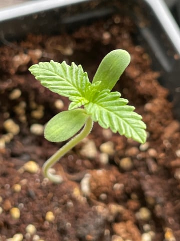 may 6th plants  — seedling_rooting, day 1