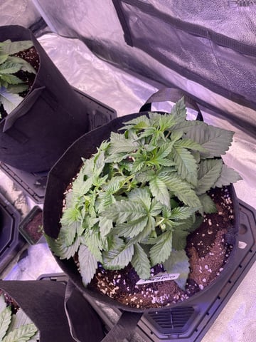 1st Ever Grow (GodFather OG) (Coco) — vegetative, day 29
