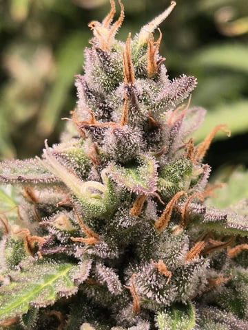 Purple Skunk 3 x 5  — flower, day 78