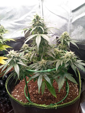 first tent grow — flower, day 58