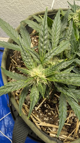 Sativa Summer Autos — flower, day 50