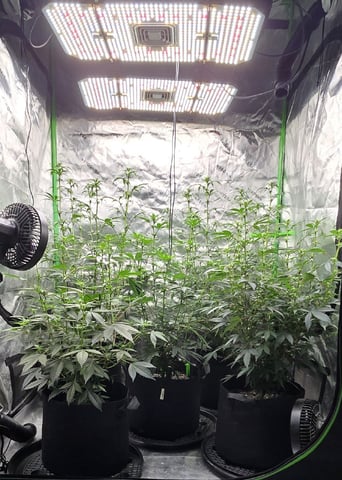 SGC And GWS Clones — flower, day 15