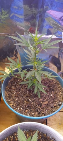 Piney — vegetative, day 2