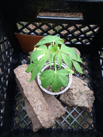 My First Grow — vegetative, day 85