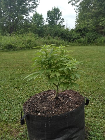 Motorbreath 15 — vegetative, day 36