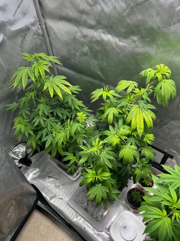 Stardust OG  — vegetative, day 77