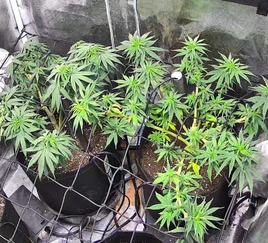 Blue Dream Feminized  — vegetative, day 79