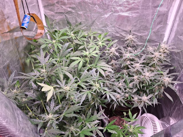 lil babies  — flower, day 36