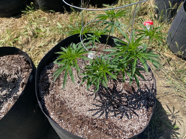 Solfire Gardens Grow — vegetative, day 88