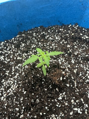 Blue Dream Auto — seedling_rooting, day 18