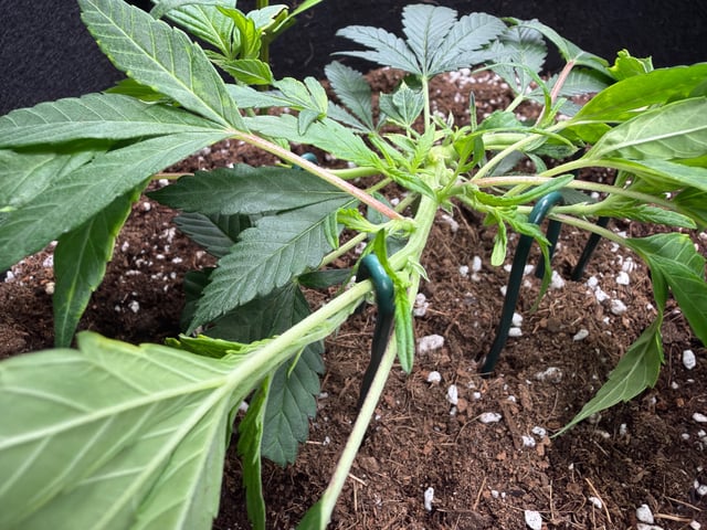     Clone Run #1 — grow_setup, day 2