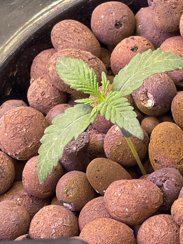 1st Ever Grow (Fat Bastard)(RDWC)  — seedling_rooting, day 13