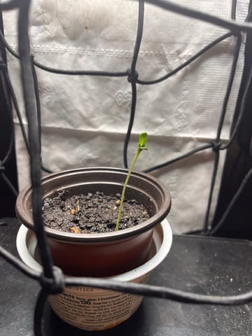 My Devine Conscious  — germination, day 378