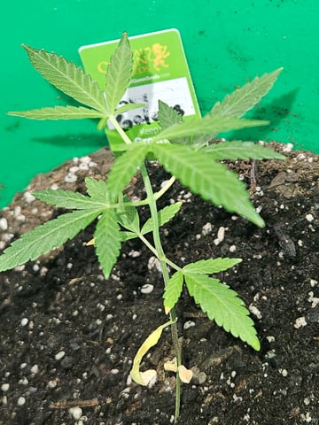 1st plant. Strain: Green Gelato AutoFlower — vegetative, day 45