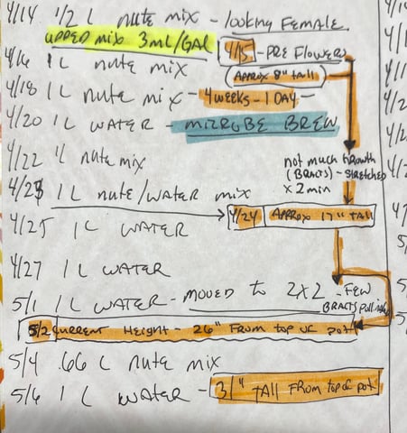 widows’ mimosa f1 — flower, day 60