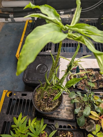 See what grows — vegetative, day 204