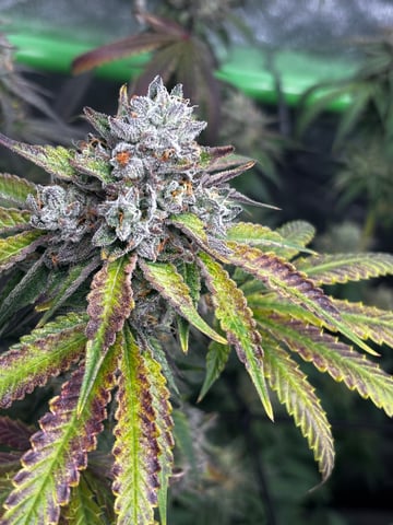 Pink Passion Fruit — flower, day 105