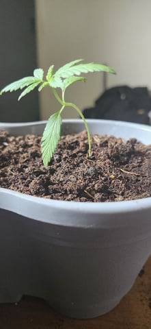 First Grow  — seedling_rooting, day 16