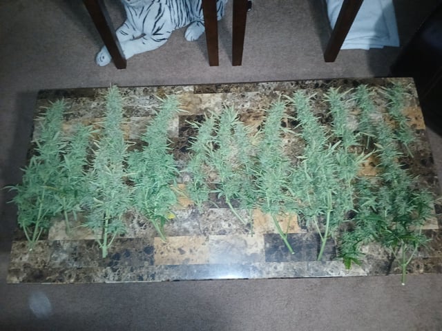 Cornucopia of Cannabis — harvest, day 12