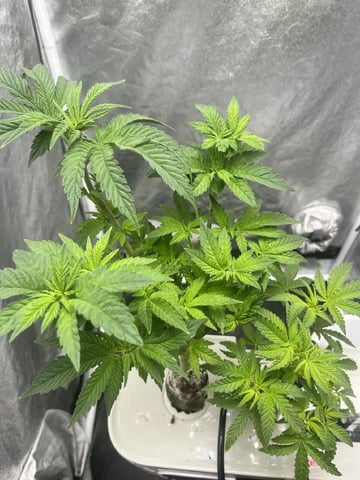 Humboldt Chicken N Wafflez — flower, day 45