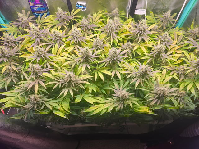 scrog from cut.  — flower, day 72