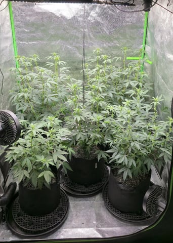 SGC And GWS Clones — flower, day 13