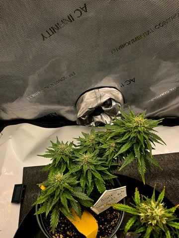 Fast Buds - Purp Lemonade — flower, day 46