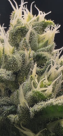 strawberry guava bx — flower, day 4