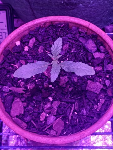 OG Kush Photoperiod  — germination, day 15