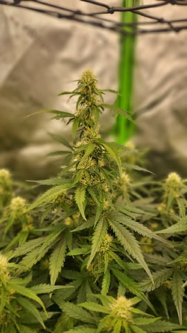 First attempt at planting some seeds — flower, day 60