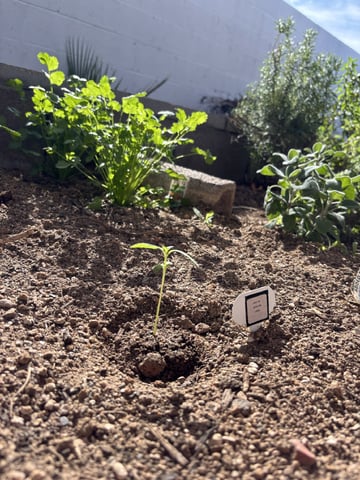 3 seeds  — seedling_rooting, day 13