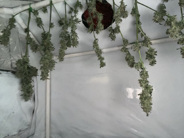 Banana  — harvest, day 86