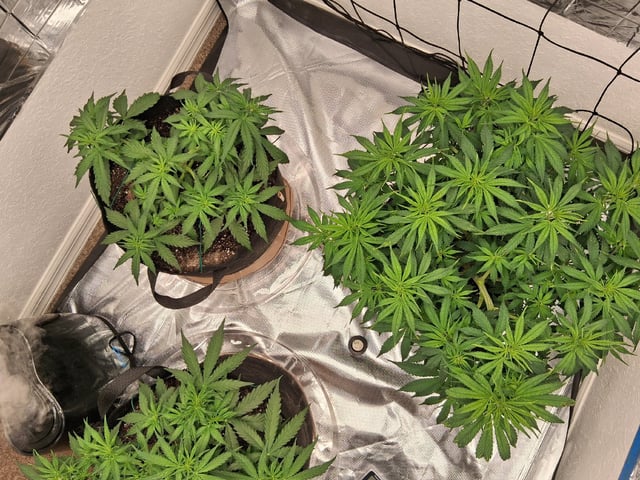 Seedman mix auto & seedman mix auto & GodFather OG — auto, day 47