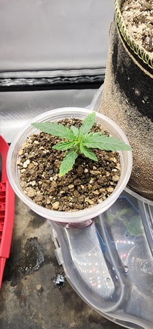 El Chemi Kiwi autoflower  — vegetative, day 7