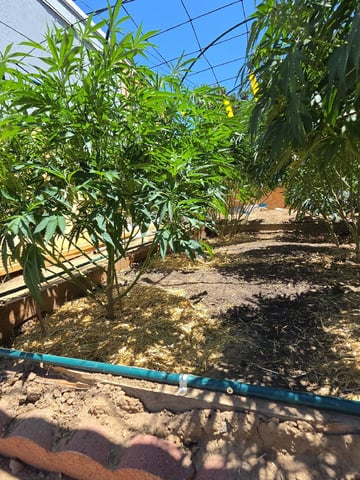 Sour Headies/OGBX1 — vegetative, day 89