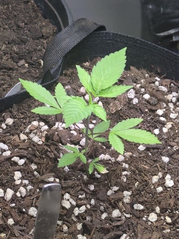 Audrey III — vegetative, day 44